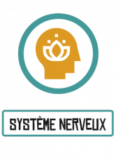 Systeme nerveux